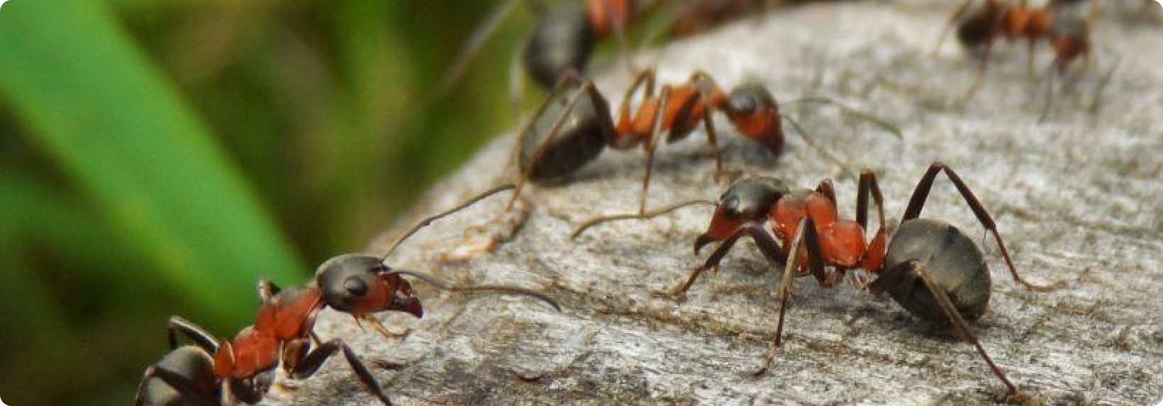 Best Pest Control Services in Dubai (Best Price Pest Control Services)Call Now.
            